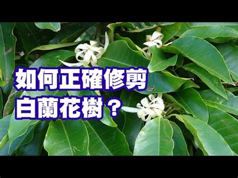 金玉蘭花種植禁忌|【金玉蘭花種植禁忌】金玉蘭花種植禁忌大公開！風水養護秘訣一。